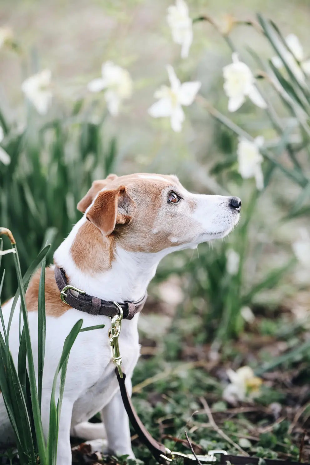 halsband am hund Lederoptik